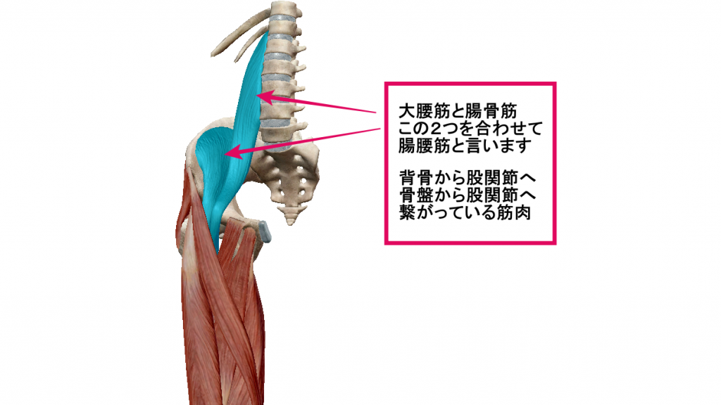 腰痛の原因、腸腰筋の説明