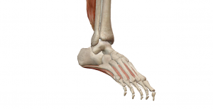 足首・足のアーチの治療