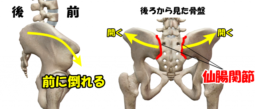 反り腰、骨盤の開き、仙腸関節の開き、産後の骨盤、骨盤矯正