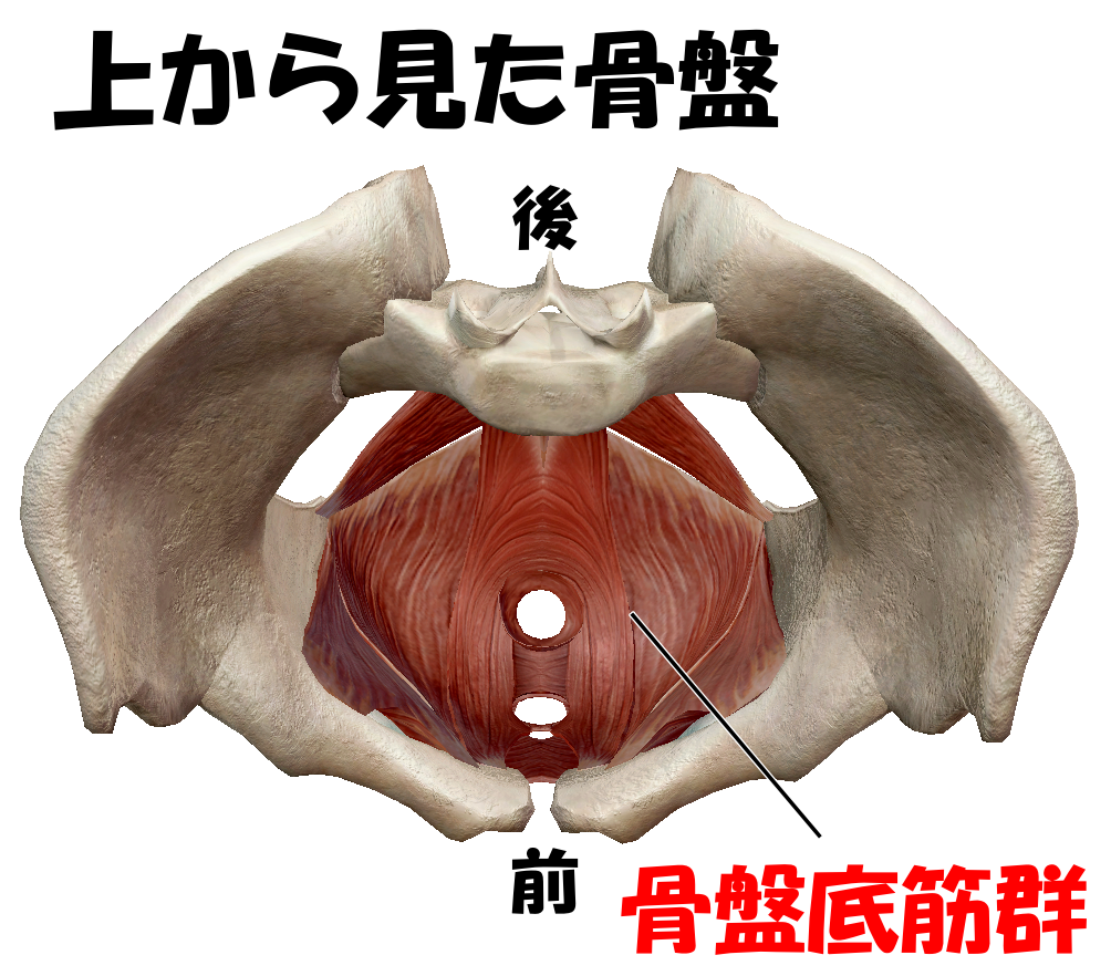 骨盤、江東区、清澄白河、骨盤矯正、産後の骨盤矯正