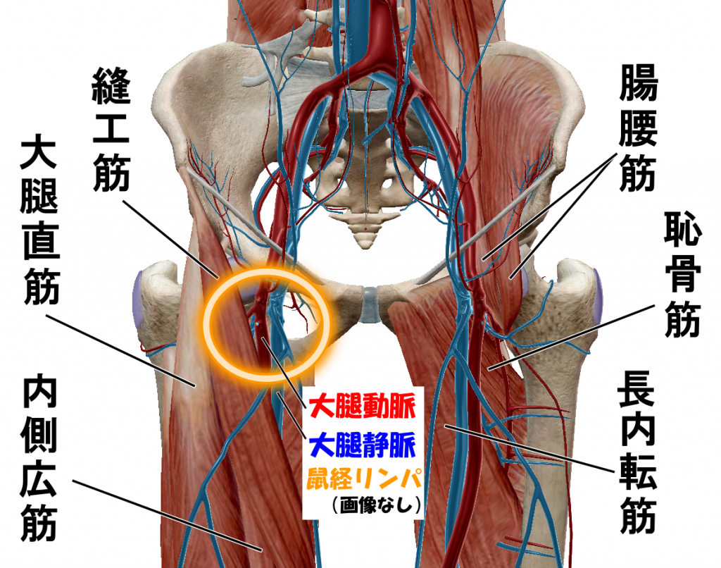 冷え性改善、江東区、清澄白河、菊川、錦糸町、反り腰